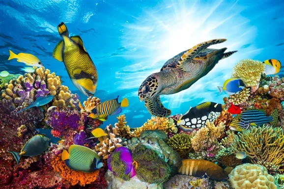 Great barrier reefs