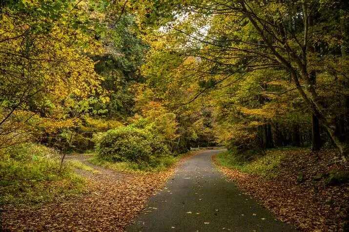 Sep to Oct Fall Foliage